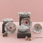 Hermia GBSNES24Y41001159 Vajilla de Porcelana de Lujo y Elegancia para 24 Personas, Apta para Lavavajillas y Microondas